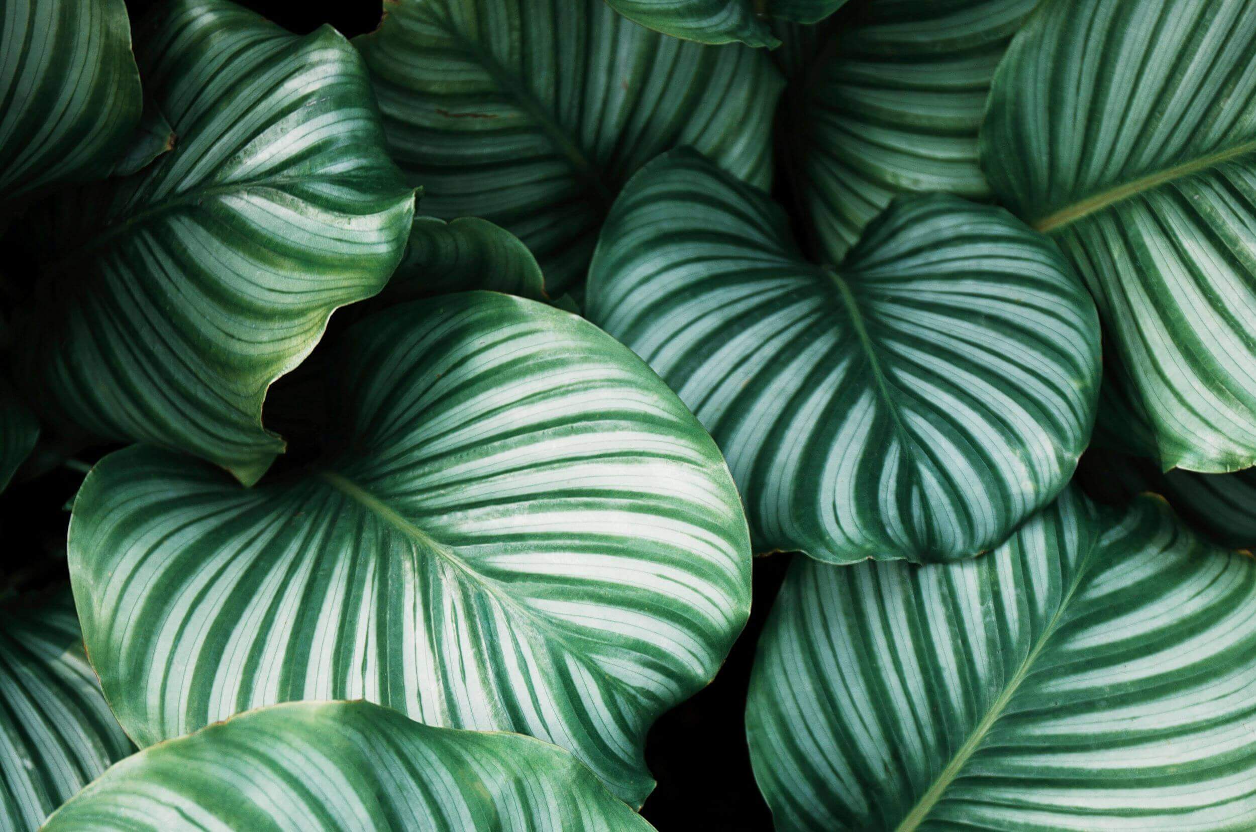 Füllbild: Nahaufnahme Monstera-Blätter