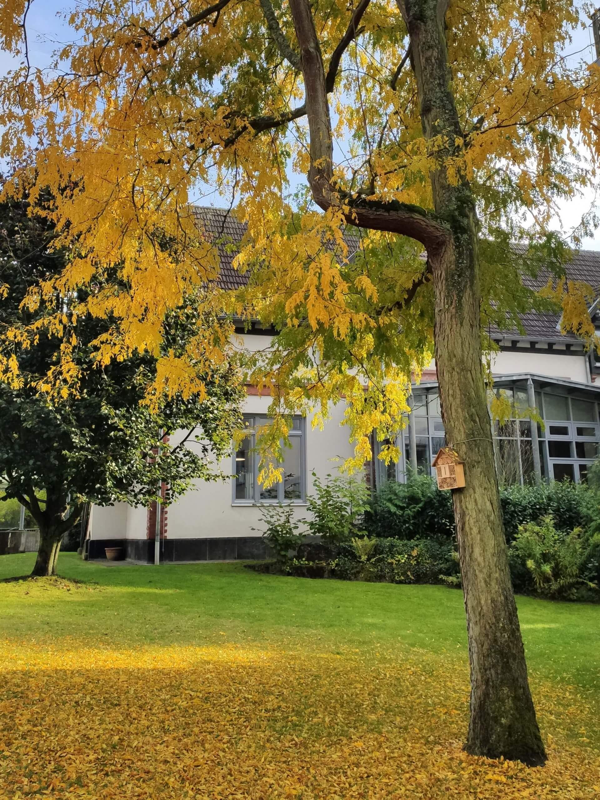 Blick in den Garten: Baum auf Wiese umgeben von herbstlichem, gelbem Laub.