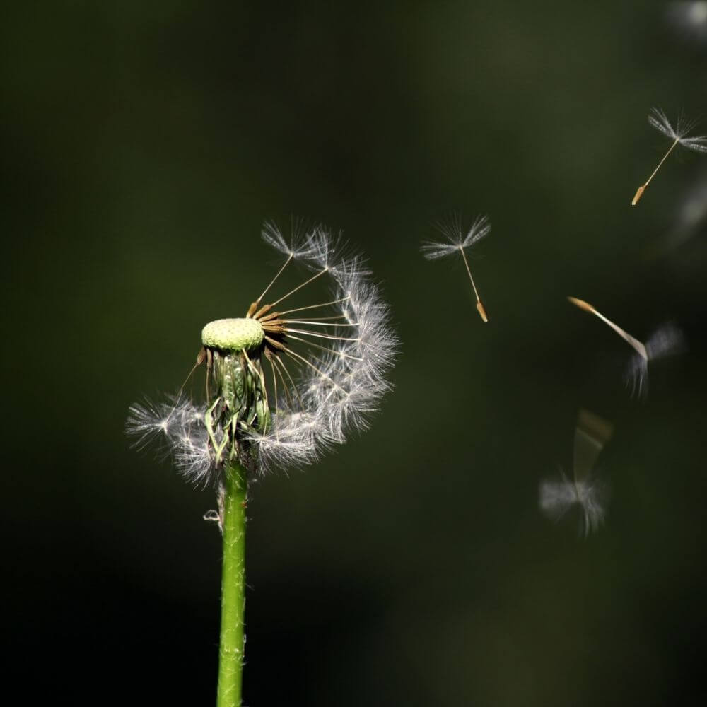Füllbild: Pusteblume mit fliegenden Pollen.