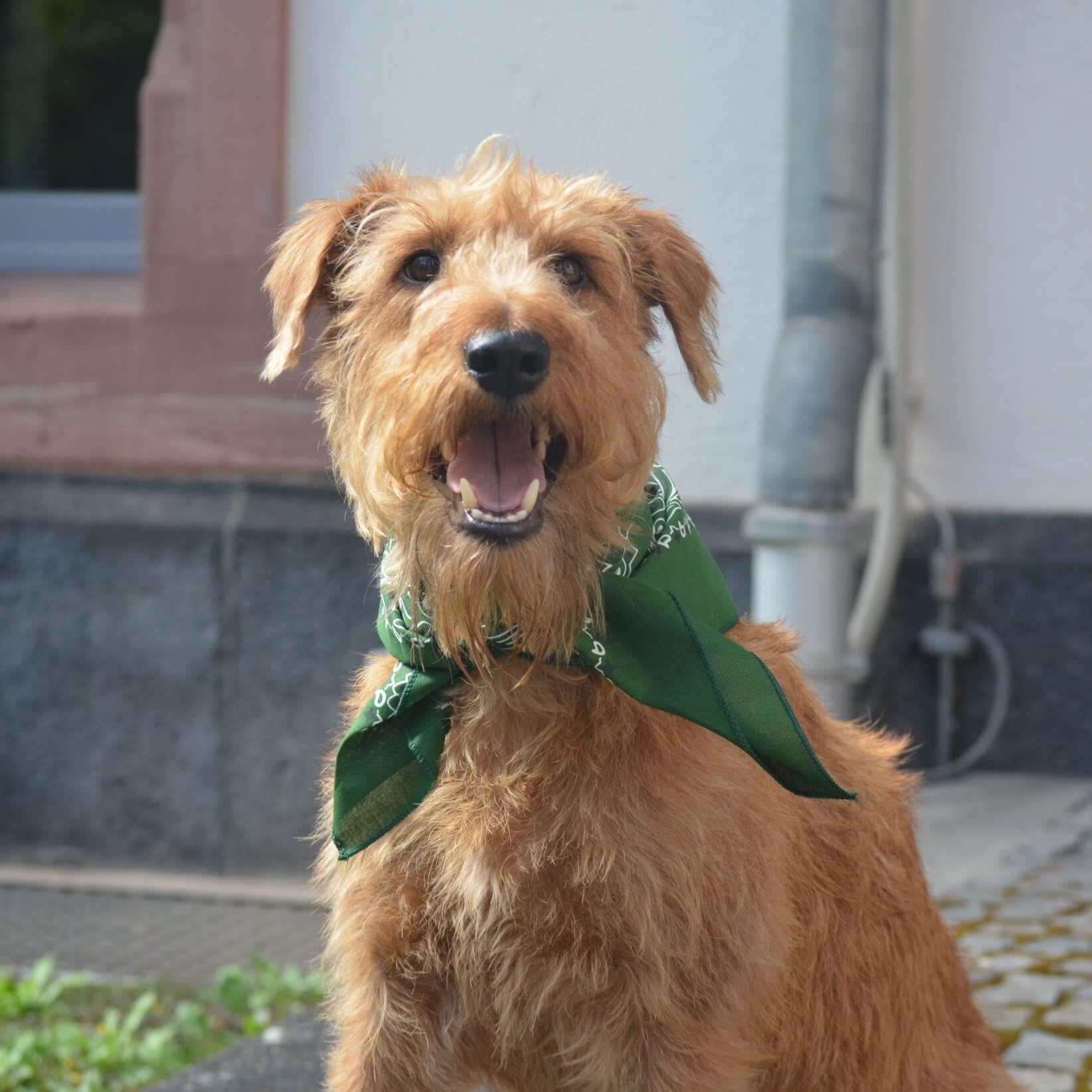 timmy Profilbild des Bürohunds Timmy.